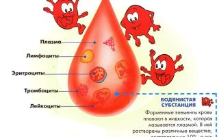 Почему у ребенка могут быть повышены лимфоциты в крови (лимфоцитоз)