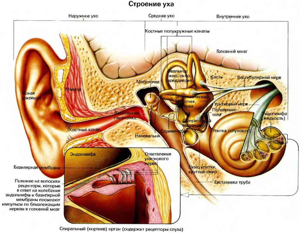Строение уха человека схема с описанием внутреннее