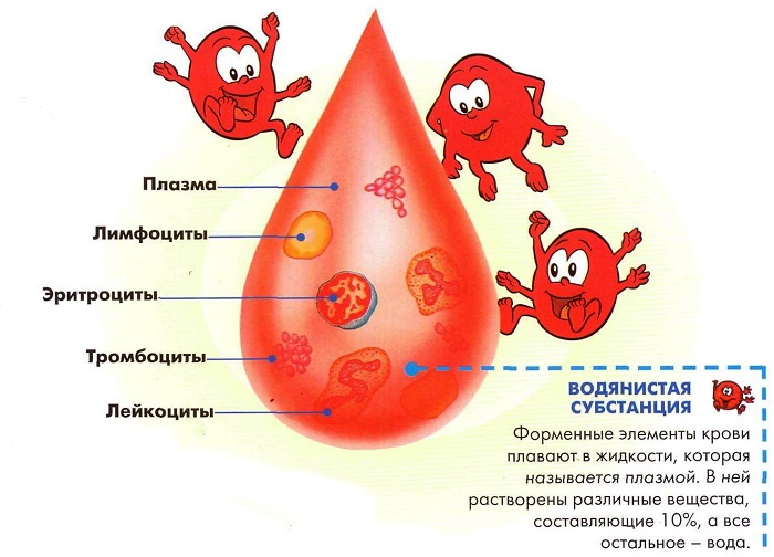 Состав крови у человека