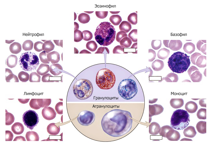 Классификация лейкоцитов по различным группам