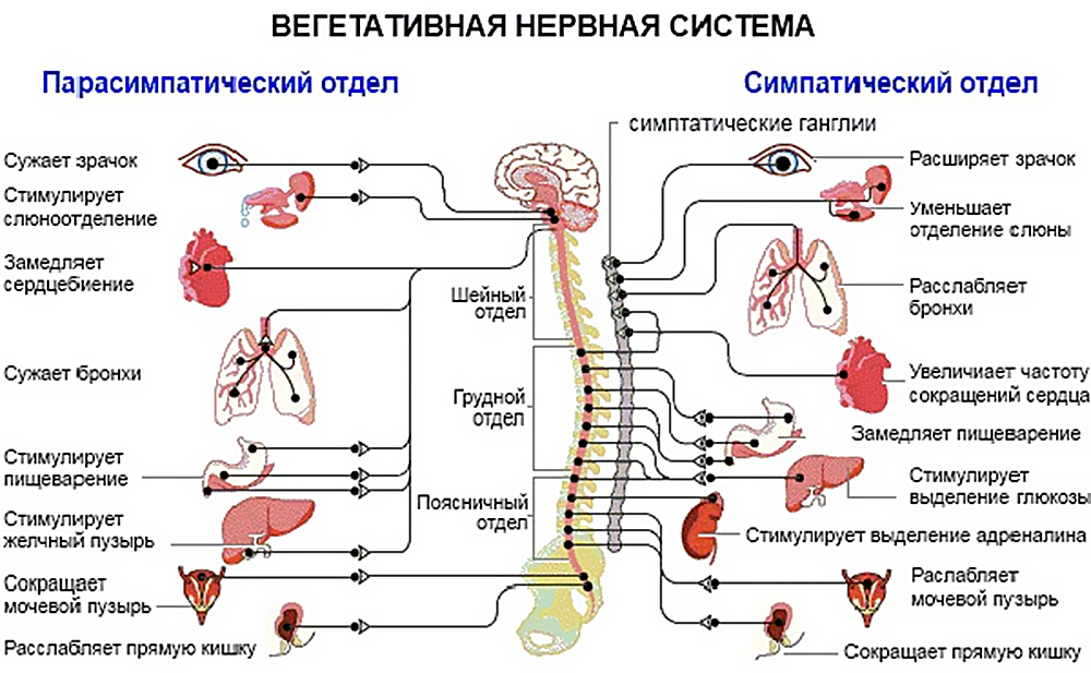 Схема вегетативной системы человека
